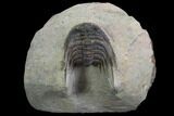 Spiny Leonaspis Trilobite - Morocco #98615-2